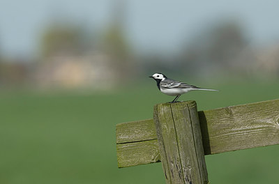 BUITEN BEELD Foto: 229679