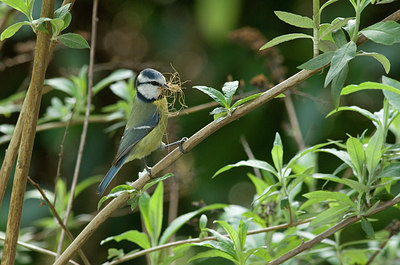 BUITEN BEELD Foto: 229680