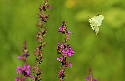 BUITEN BEELD Foto: 229722