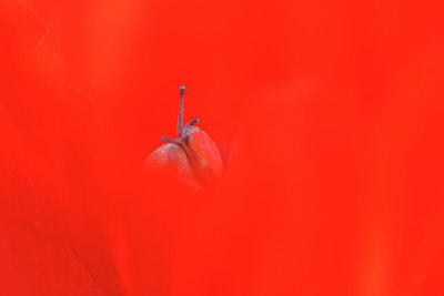 BUITEN BEELD Foto: 229725