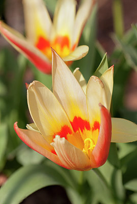 BUITEN BEELD Foto: 229782