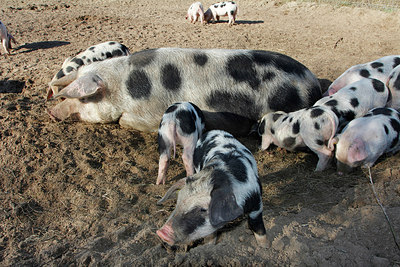 BUITEN BEELD Foto: 229822