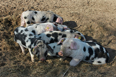 BUITEN BEELD Foto: 229823