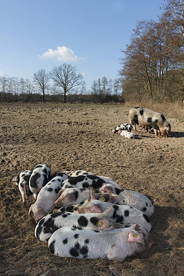 BUITEN BEELD Foto: 229824