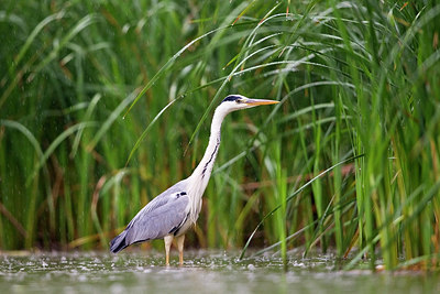 BUITEN BEELD Foto: 229826