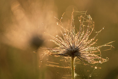 BUITEN BEELD Foto: 229850