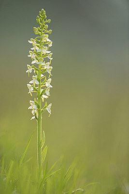 BUITEN BEELD Foto: 229854