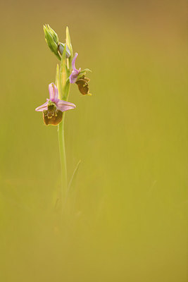 BUITEN BEELD Foto: 229860