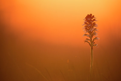 BUITEN BEELD Foto: 229875