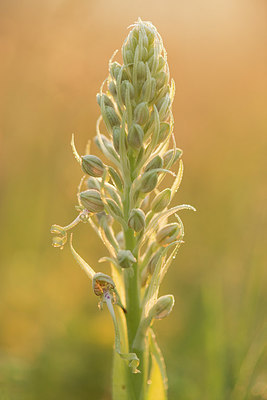 BUITEN BEELD Foto: 229877