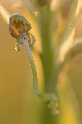 BUITEN BEELD Foto: 229893