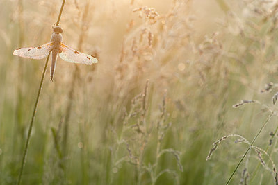 BUITEN BEELD Foto: 229896