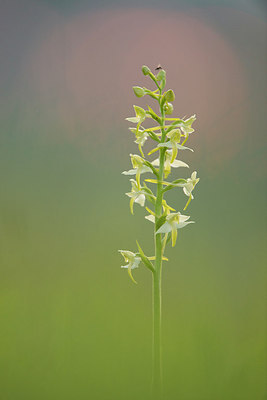 BUITEN BEELD Foto: 229900