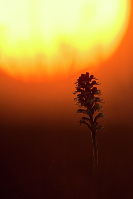 BUITEN BEELD Foto: 229905