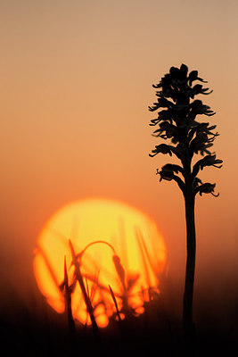 BUITEN BEELD Foto: 229907