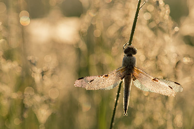 BUITEN BEELD Foto: 229911