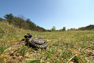 BUITEN BEELD Foto: 229940