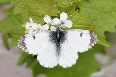 BUITEN BEELD Foto: 230015