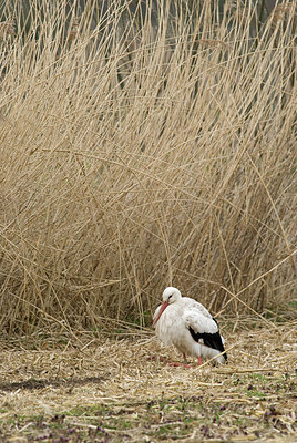 BUITEN BEELD Foto: 230019