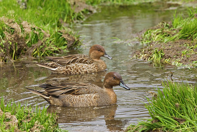 BUITEN BEELD Foto: 230101