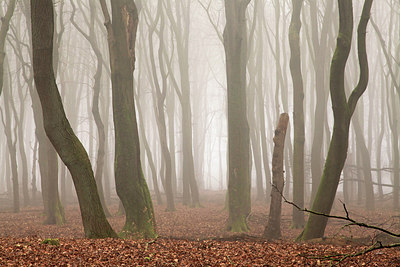 BUITEN BEELD Foto: 230138