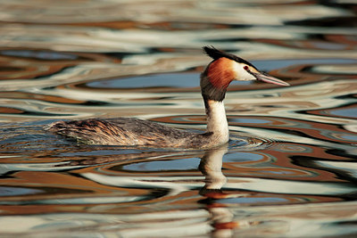 BUITEN BEELD Foto: 230151