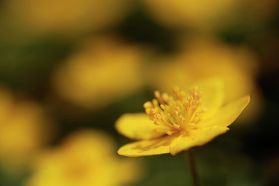 BUITEN BEELD Foto: 230167
