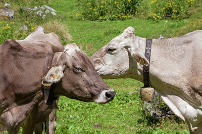 BUITEN BEELD Foto: 230186