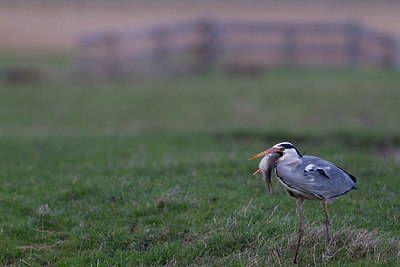 BUITEN BEELD Foto: 230191