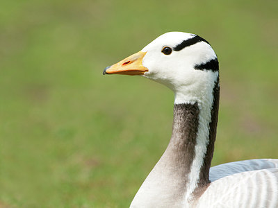 BUITEN BEELD Foto: 230269