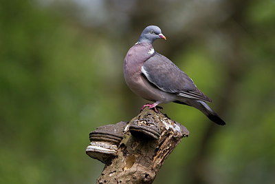 BUITEN BEELD Foto: 230289