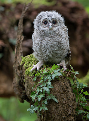 BUITEN BEELD Foto: 230312
