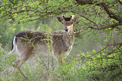 BUITEN BEELD Foto: 230360