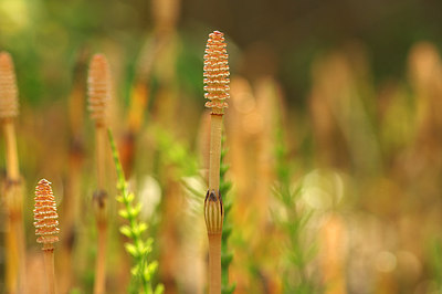 BUITEN BEELD Foto: 230393