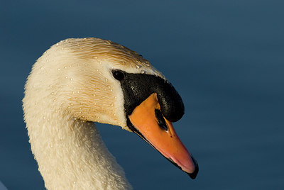 BUITEN BEELD Foto: 230466