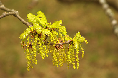 BUITEN BEELD Foto: 230506