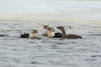 BUITEN BEELD Foto: 230531