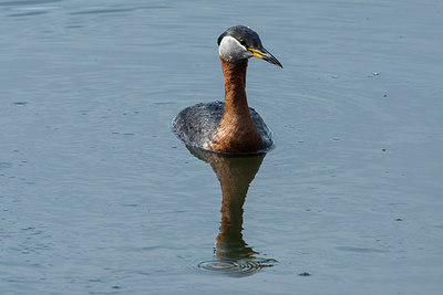 BUITEN BEELD Foto: 230566