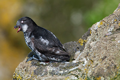 BUITEN BEELD Foto: 230600