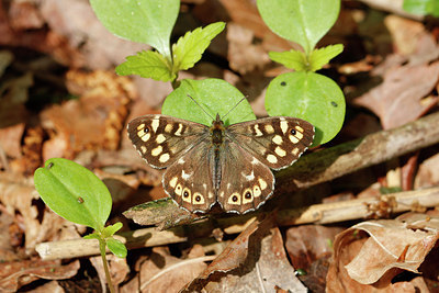BUITEN BEELD Foto: 230624