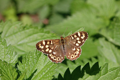 BUITEN BEELD Foto: 230626