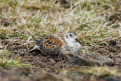BUITEN BEELD Foto: 230652