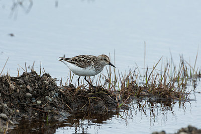 BUITEN BEELD Foto: 230656