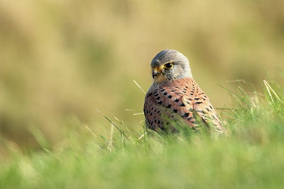 BUITEN BEELD Foto: 230662