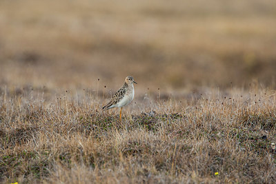 BUITEN BEELD Foto: 230690