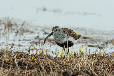 BUITEN BEELD Foto: 230692