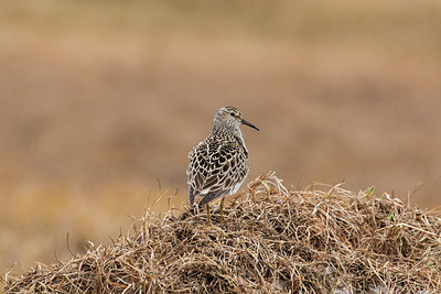 BUITEN BEELD Foto: 230694