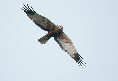 BUITEN BEELD Foto: 230696