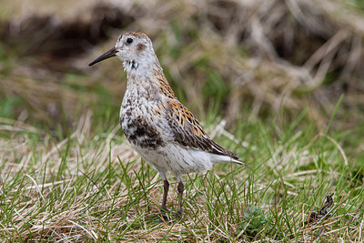 BUITEN BEELD Foto: 230698
