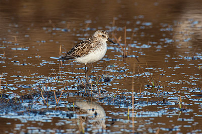 BUITEN BEELD Foto: 230702